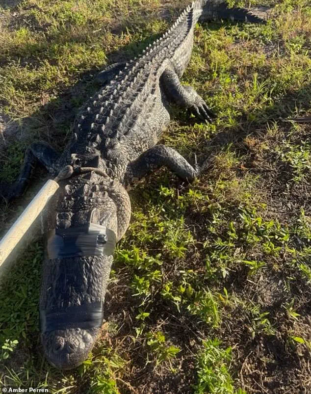 Florida Optometrist Survives Terrifying Alligator Attack on St. Lucie River