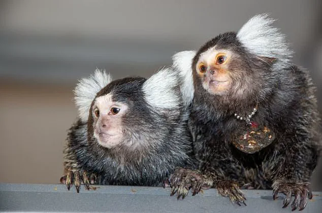 Trump Administration Orders CDC to Halt Long-Term Primate Research, Sparking Debate Among Scientists and Advocates