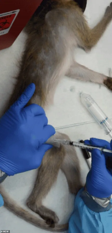 Trump Administration Orders CDC to Halt Long-Term Primate Research, Sparking Debate Among Scientists and Advocates