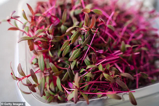 Experts Highlight Amaranth: A Nutrient-Rich Ancient Grain with Modern Health Benefits