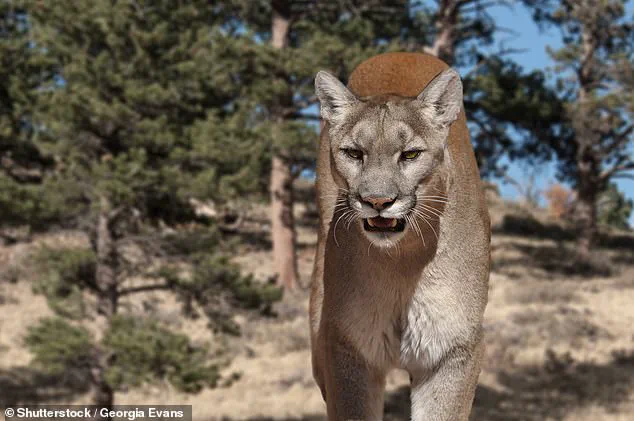 Tragic Mountain Lion Attack Claims Life of Beloved Medical Assistant in Colorado, Raising Urgent Wildlife Safety Concerns