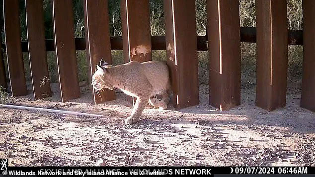 Doggy Doors Installed on US-Mexico Border Wall to Facilitate Animal Migration
