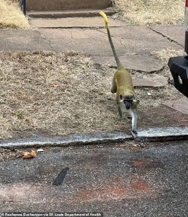 Health Officials Issue Advisory Amid Mysterious Monkey Incidents in St. Louis, Stressing Limited Information and Public Safety Concerns