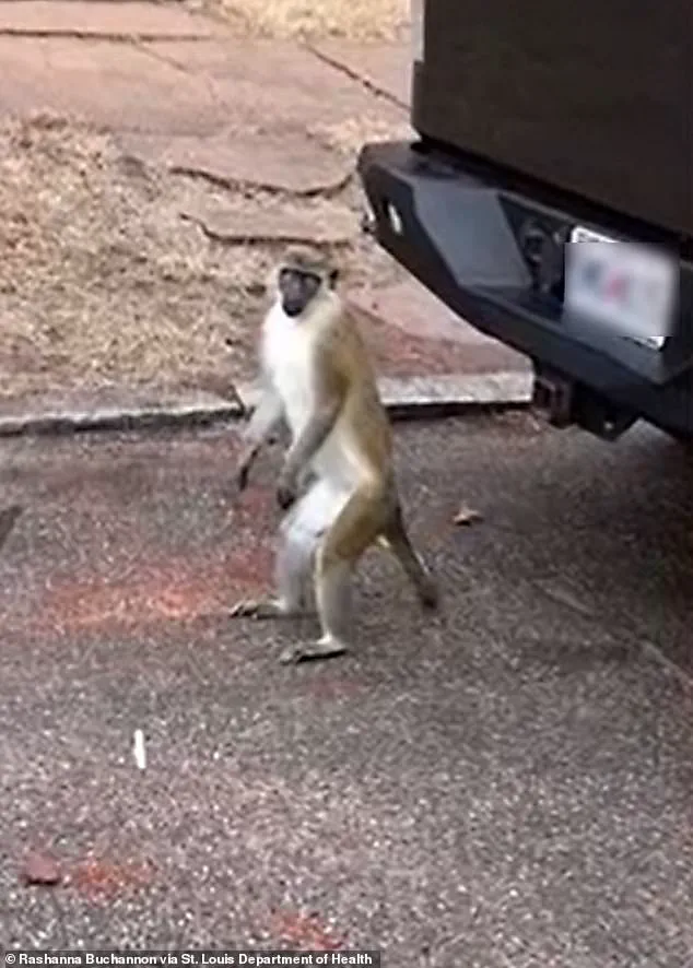 Health Officials Issue Advisory Amid Mysterious Monkey Incidents in St. Louis, Stressing Limited Information and Public Safety Concerns