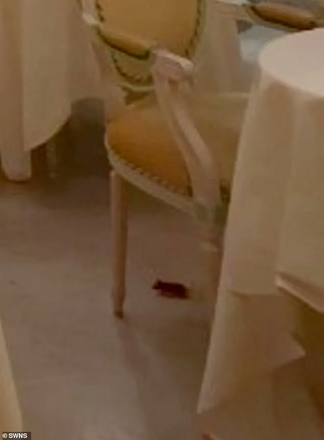 Ritz London Faces Crisis as Mouse Incident Sparks Systemic Failure Concerns