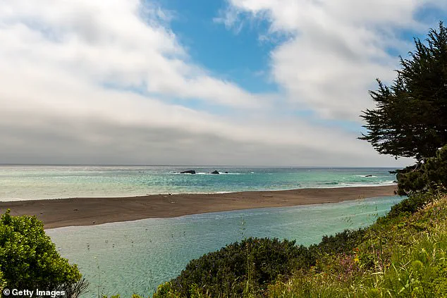 Surfer Survives Terrifying Shark Encounter Off California Coast