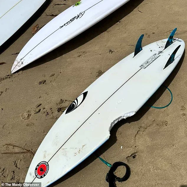 Urgent Lockdown Imposed on Sydney's Northern Beaches After Surge in Shark Attacks; Surfer in Critical Condition Following Latest Incident
