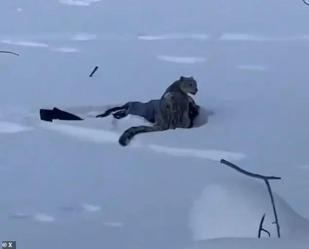 Snow Leopard Attack Injures Skier in China's Keketuohai Geopark, Raising Concerns Over Human-Wildlife Encounters