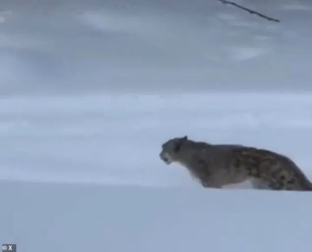Snow Leopard Attack Injures Skier in China's Keketuohai Geopark, Raising Concerns Over Human-Wildlife Encounters