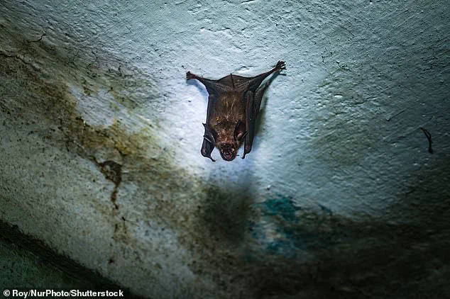 Asia Tightens Measures as Nipah Virus Outbreak Sparks Health Alarms, No Cure Available
