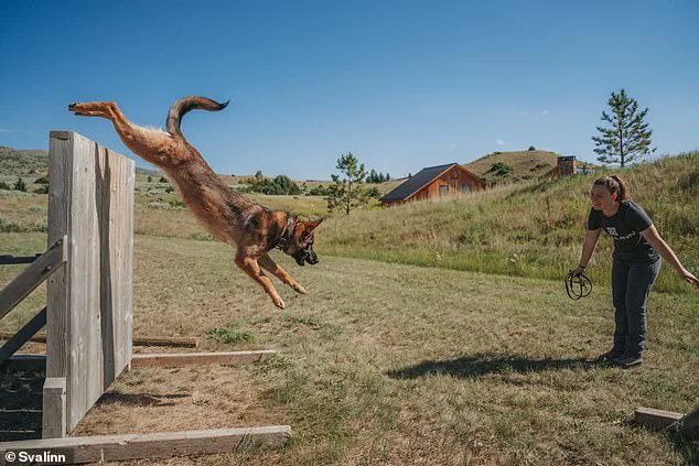 Elite Security’s Hidden Frontier: Exclusive Access to the World’s Most Advanced Guard Dogs