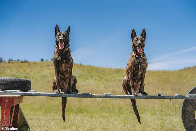 Elite Security’s Hidden Frontier: Exclusive Access to the World’s Most Advanced Guard Dogs
