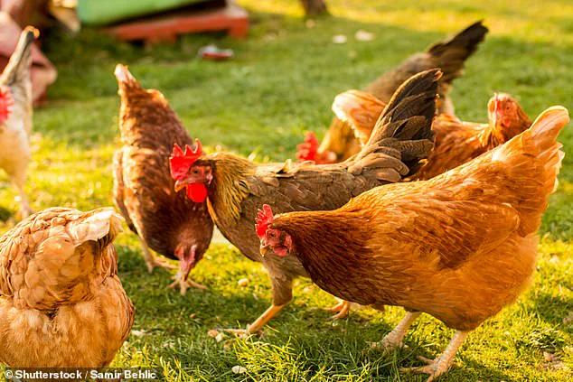 Vital Farms' Premium Pricing Under Fire as Nutritional Claims Spark Social Media Scandal