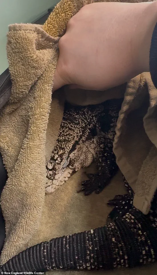 Unexpected Discovery of Invasive Tegu Lizard in Rhode Island Sparks Community Concern