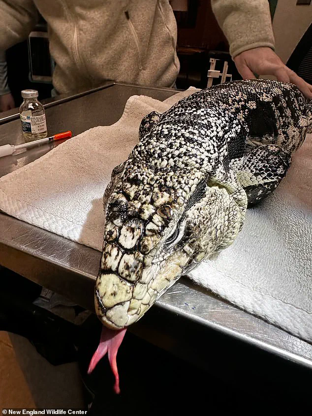Unexpected Discovery of Invasive Tegu Lizard in Rhode Island Sparks Community Concern