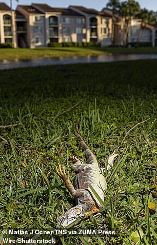 Cold Snap Causes Iguanas to Fall in South Florida, Spotlighting Invasive Species Impact