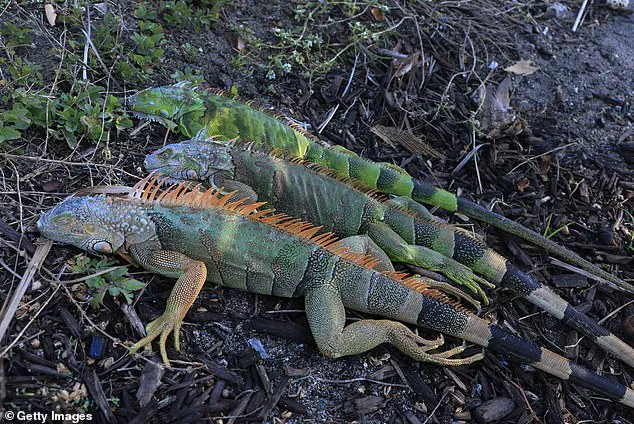 Cold Snap Causes Iguanas to Fall in South Florida, Spotlighting Invasive Species Impact