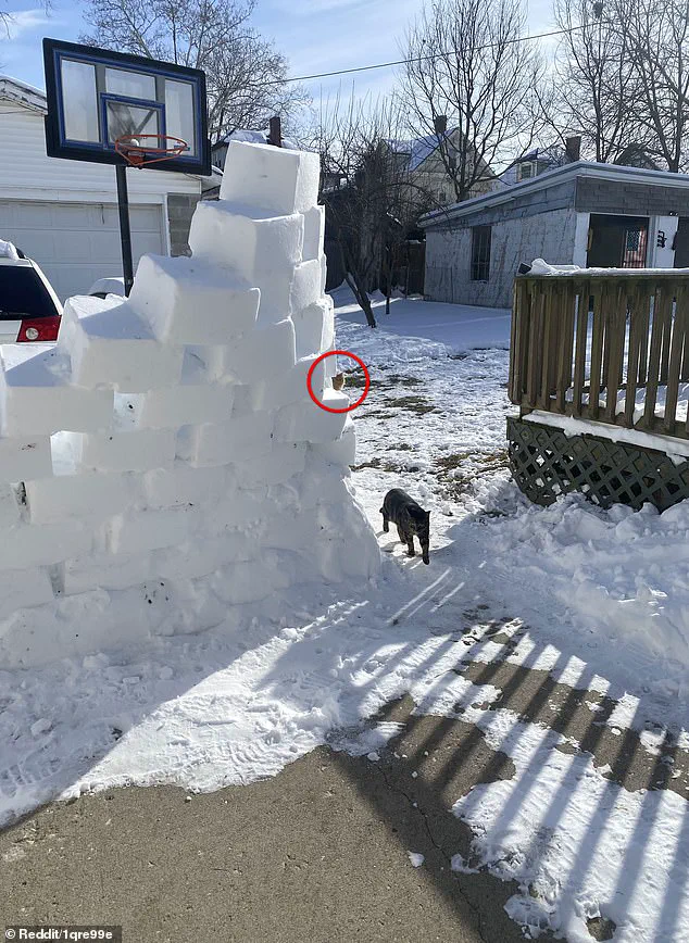 Viral Optical Illusion Challenge: Can You Spot the Hidden Orange Cat in This Snowy Backyard?