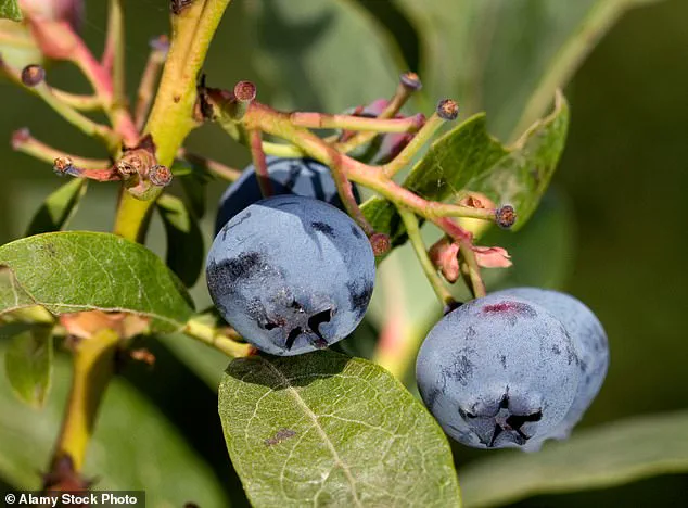 Blueberries: Unlocking Health Benefits for Gut, Brain, and Heart
