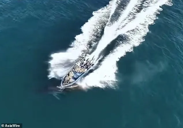 Bryde's Whale Struck by Fishing Vessel Near Weizhou Island Raises Conservation Concerns