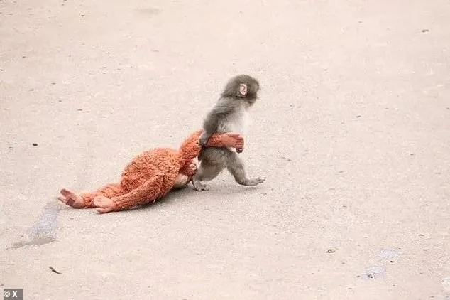 Punch the Macaque's Heartwarming Bond with Plush Orangutan Toy Goes Viral, Stirring Global Empathy
