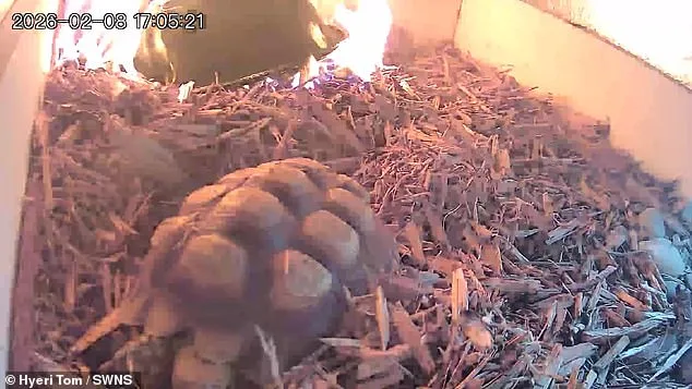 Tortoise's Narrow Escape from Blaze Sparks Fire Safety Concerns