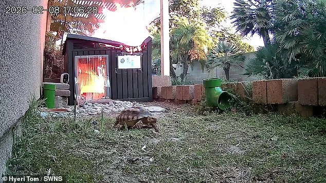 Tortoise's Narrow Escape from Blaze Sparks Fire Safety Concerns