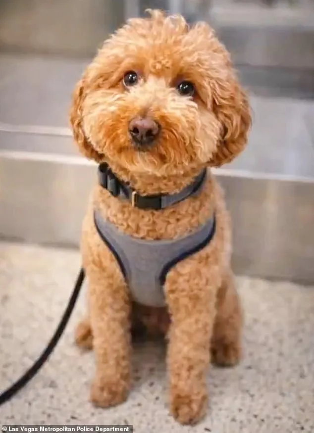 26-Year-Old Woman Arrested at Las Vegas Airport for Abandoning Puppy During Service Animal Dispute