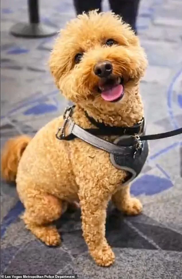 26-Year-Old Woman Arrested at Las Vegas Airport for Abandoning Puppy During Service Animal Dispute