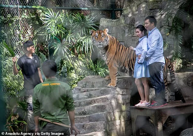 Thailand's Tiger Kingdom Crisis: 72 Tigers Die from Canine Distemper Outbreak
