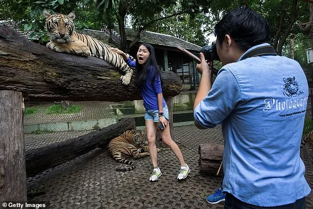 Thailand's Tiger Kingdom Crisis: 72 Tigers Die from Canine Distemper Outbreak