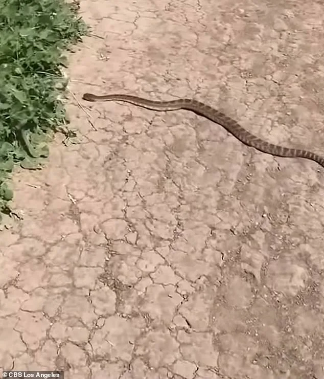 14-Year-Old California Girl Fights for Life After Rattlesnake Bite During Bike Ride