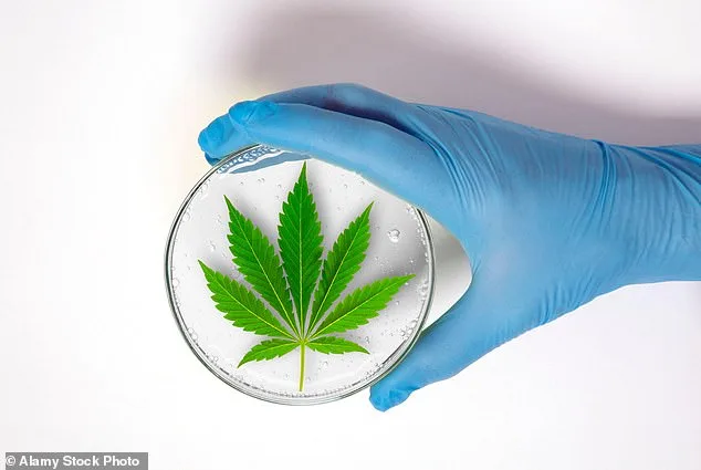 From Class B to Clinic: The Cannabis Dilemma in Modern Britain