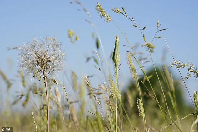 UK Hay Fever Crisis Escalates as 'Pollen Bomb' Sparks Medication Concerns