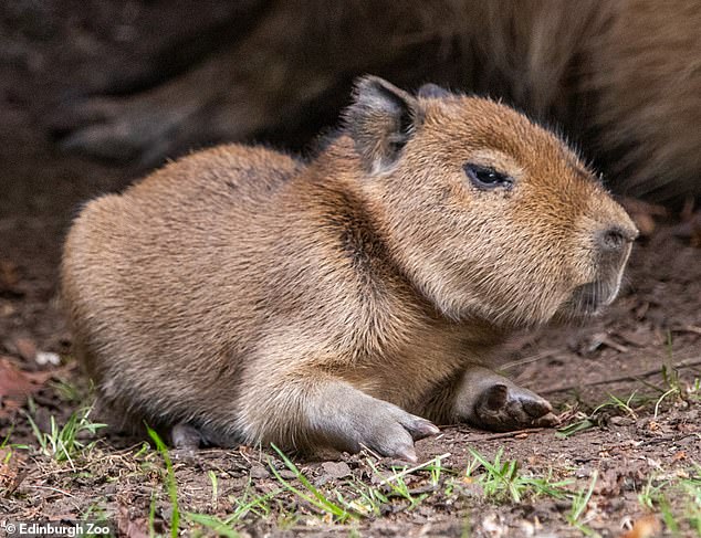 Edinburgh Zoo welcomes first Scottish capybara born in 18 years.