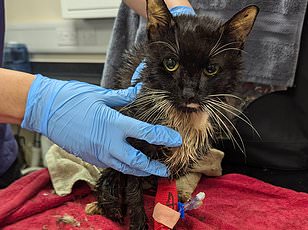 Bank worker Mary Bale became infamous worldwide after dumping a cat in a bin.