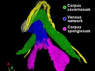Emotional Connection, Not Physical Tricks, Drives Female Orgasm Satisfaction